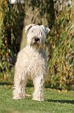 IRISH WHEATEN TERRIER 005